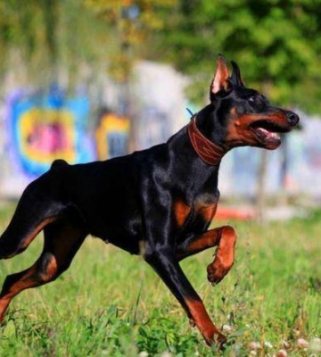 杜宾犬为什么不怎么吃东西
