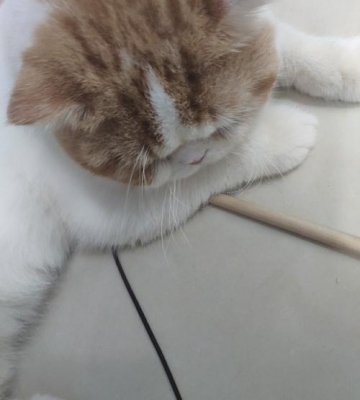 一个月大的猫不吃东西没精神