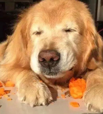 金毛犬怎么不吃东西怎么办