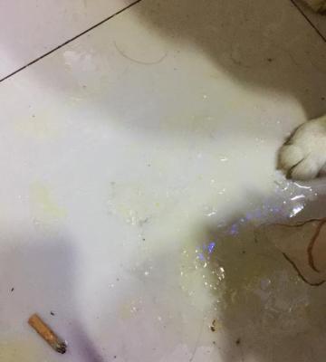 狗狗吐东西
