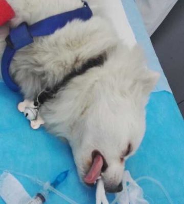 狗手术需要注意什么东西