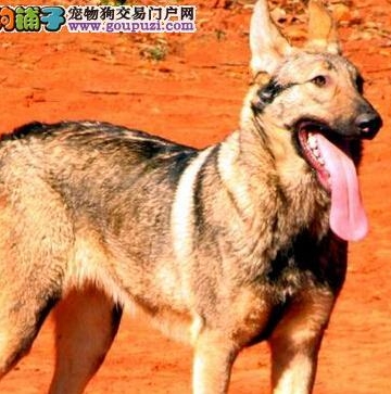 昆明犬青狼训练教程