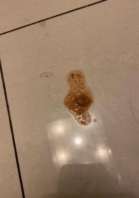 三个月小猫吃东西吐