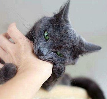 猫咪三个月爱咬东西怎么办