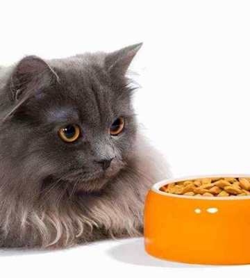猫呕吐猫粮不吃东西