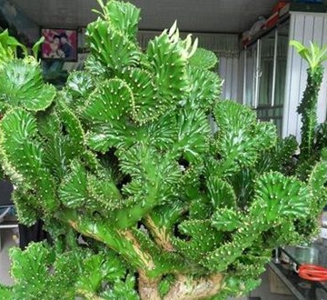 麒麟花的养殖方法