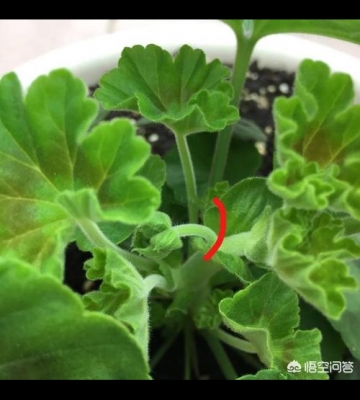 天竺葵 病虫害 家庭栽培