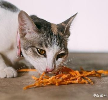 怎么训练小猫不护食