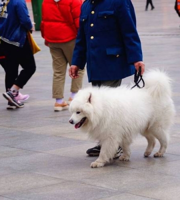 萨摩耶怎么训练捡东西