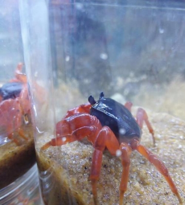 宠物螃蟹怎么训练