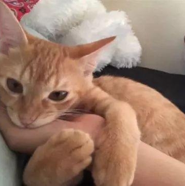 猫咪喜欢拿头蹭东西怎么办