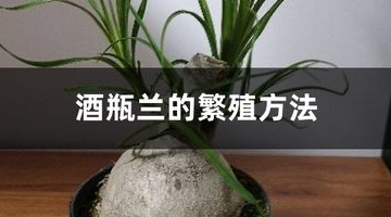 酒瓶兰栽培繁殖方法