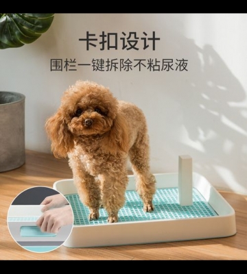 公泰迪尿尿训练