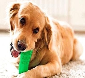 成犬还咬东西怎么办