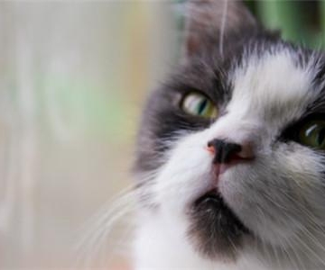 猫咪呼吸急促不吃东西