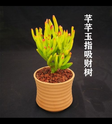如何栽培多肉植物品种