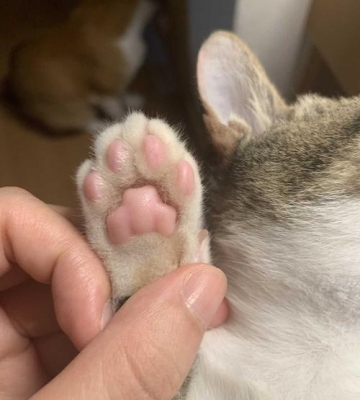 猫咪抓东西爪子裂开了