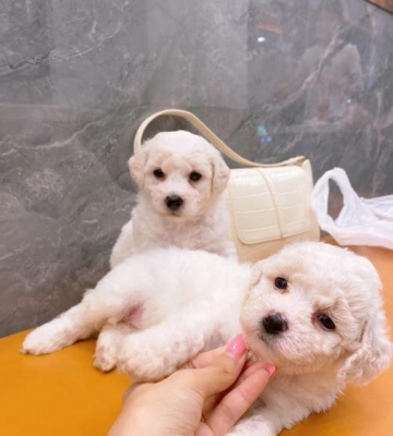 卷毛比熊幼犬幼犬如何训练
