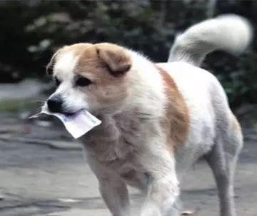 狗出去乱捡东西怎么办