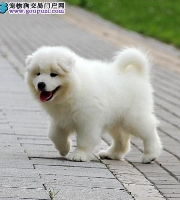 萨摩耶犬的随行训练