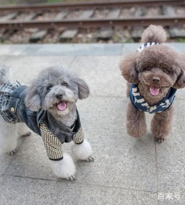贵宾幼犬感冒不吃东西