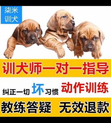 训练幼犬视频教程