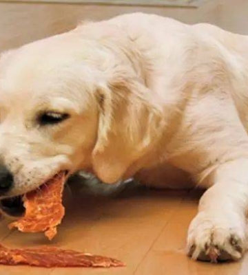 狗狗幼犬不能吃的东西怎么办