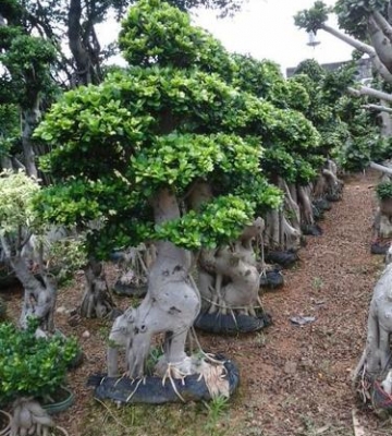 榕树盆景栽培