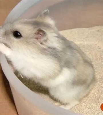 怎么让仓鼠不咬东西
