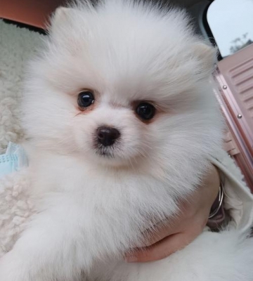 博美小不怎么吃东西怎么办