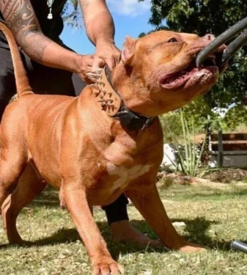 怎么训练比特犬好斗