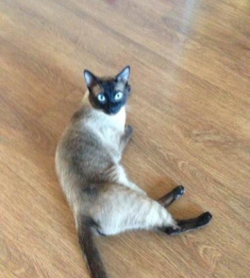暹罗猫好怎么训练