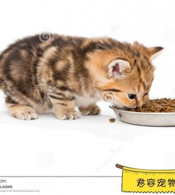 猫两天没有吃东西了怎么办