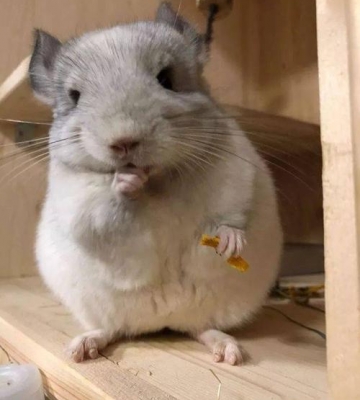龙猫吃东西视频