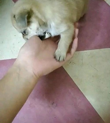 小土狗乱咬东西