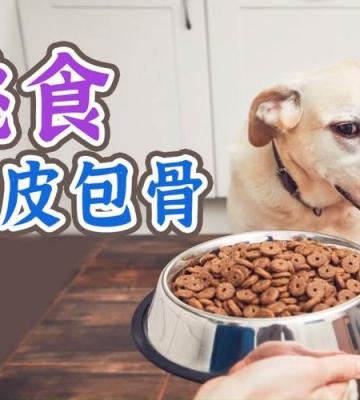 狗狗瘦不爱吃东西是怎么回事