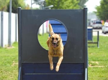 训练幼犬安静