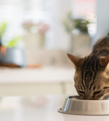 猫咪到新环境不吃东西