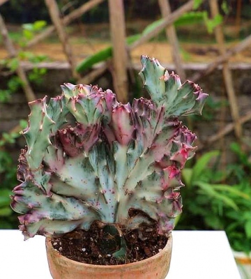 麒麟的种植方法