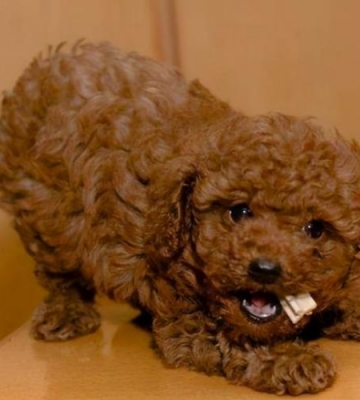 贵宾犬老爱咬东西怎么办