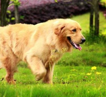三个月金毛犬怎么训练技巧