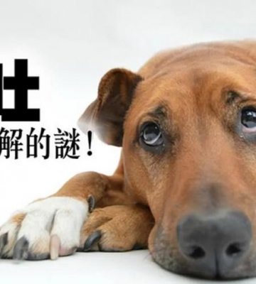 幼犬吃完东西就吐