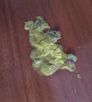 小狗拉稀不怎么吃东西
