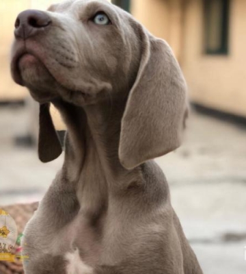 魏玛犬训练打猎