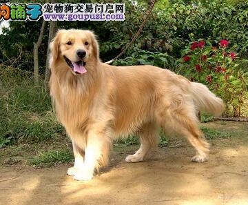 训练金毛狗狗的口令