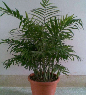 袖珍椰子的养殖方法