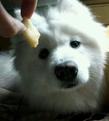 萨摩狗狗不吃东西咋办