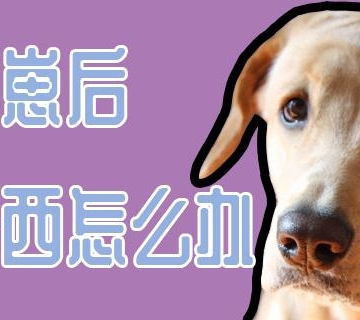 母狗产后几天呕吐不吃东西怎么办