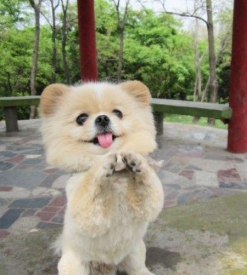 狗狗训练恭喜方法