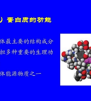 蛋白质与运动